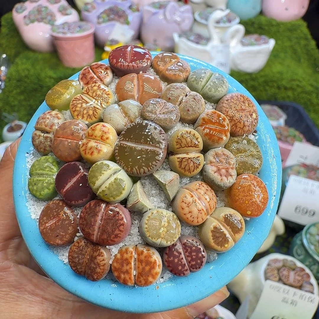 多肉植物福利冲716