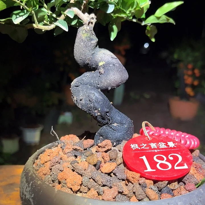 不***生当前无花栽培后可以开花