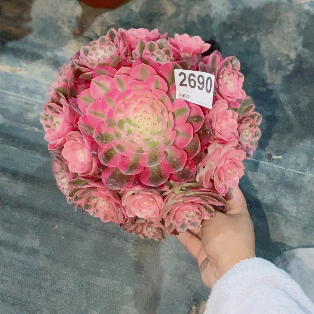 倾城2690多肉1111