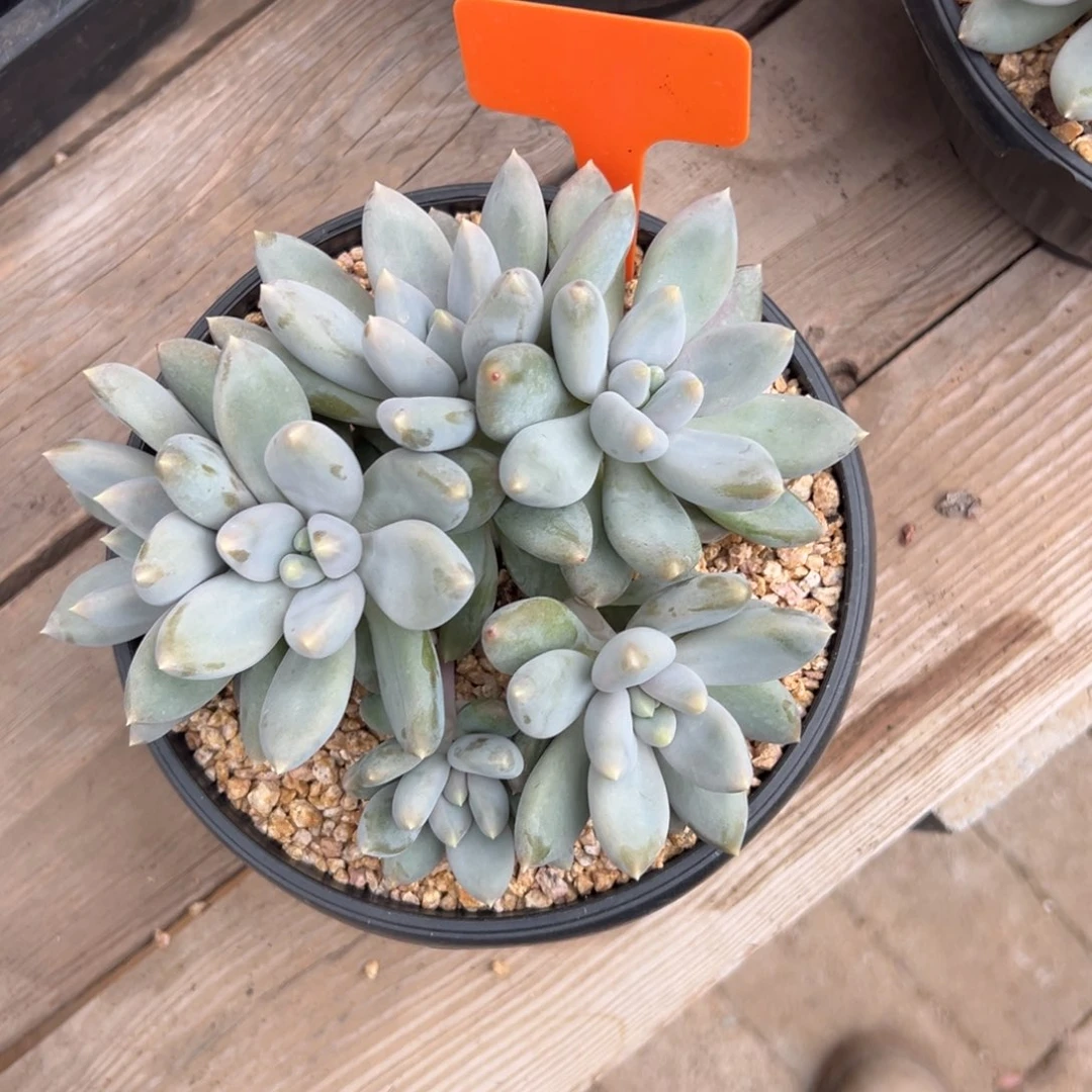 哥特111111111111111