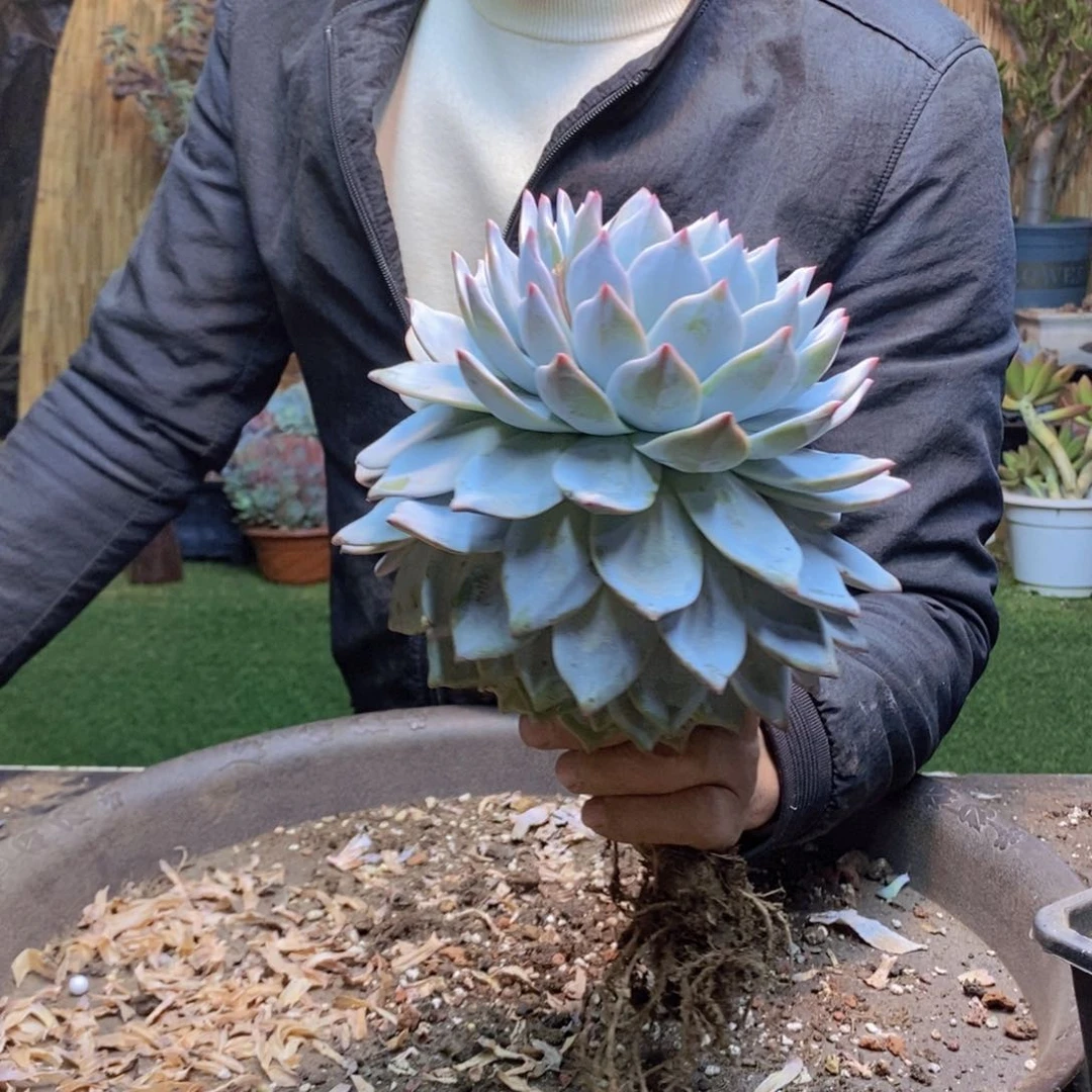 独**往98粉蓝鸟老桩多肉