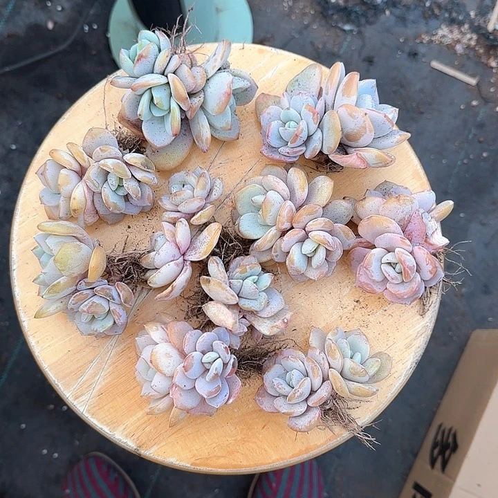 心****师青蛙王子儿童牙膏111