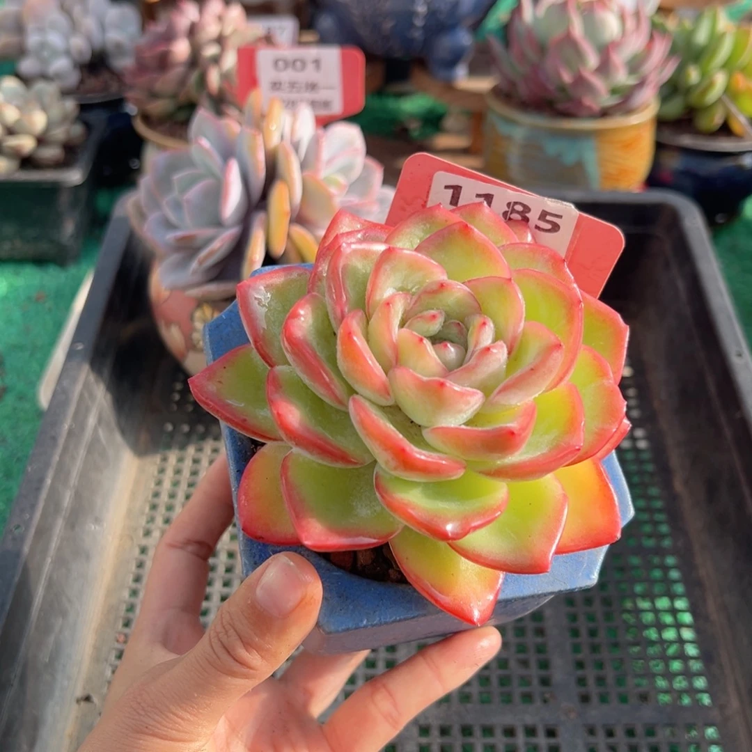 表妹精品多肉植物1185.