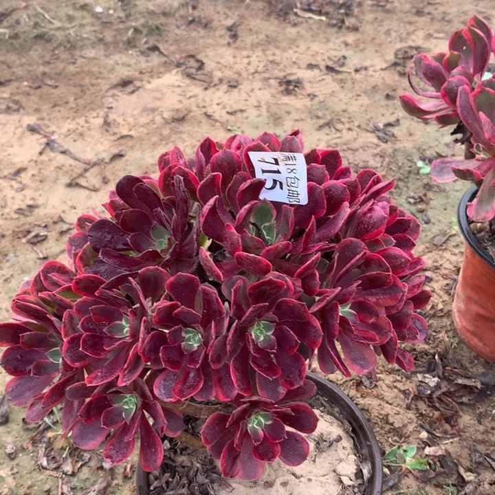 715金丝雀不太圆西