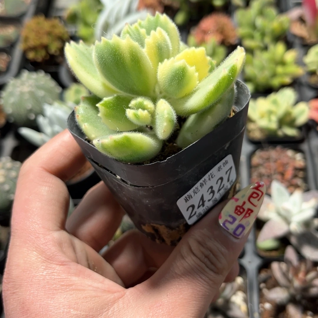 A**a24327一物一拍单头发货