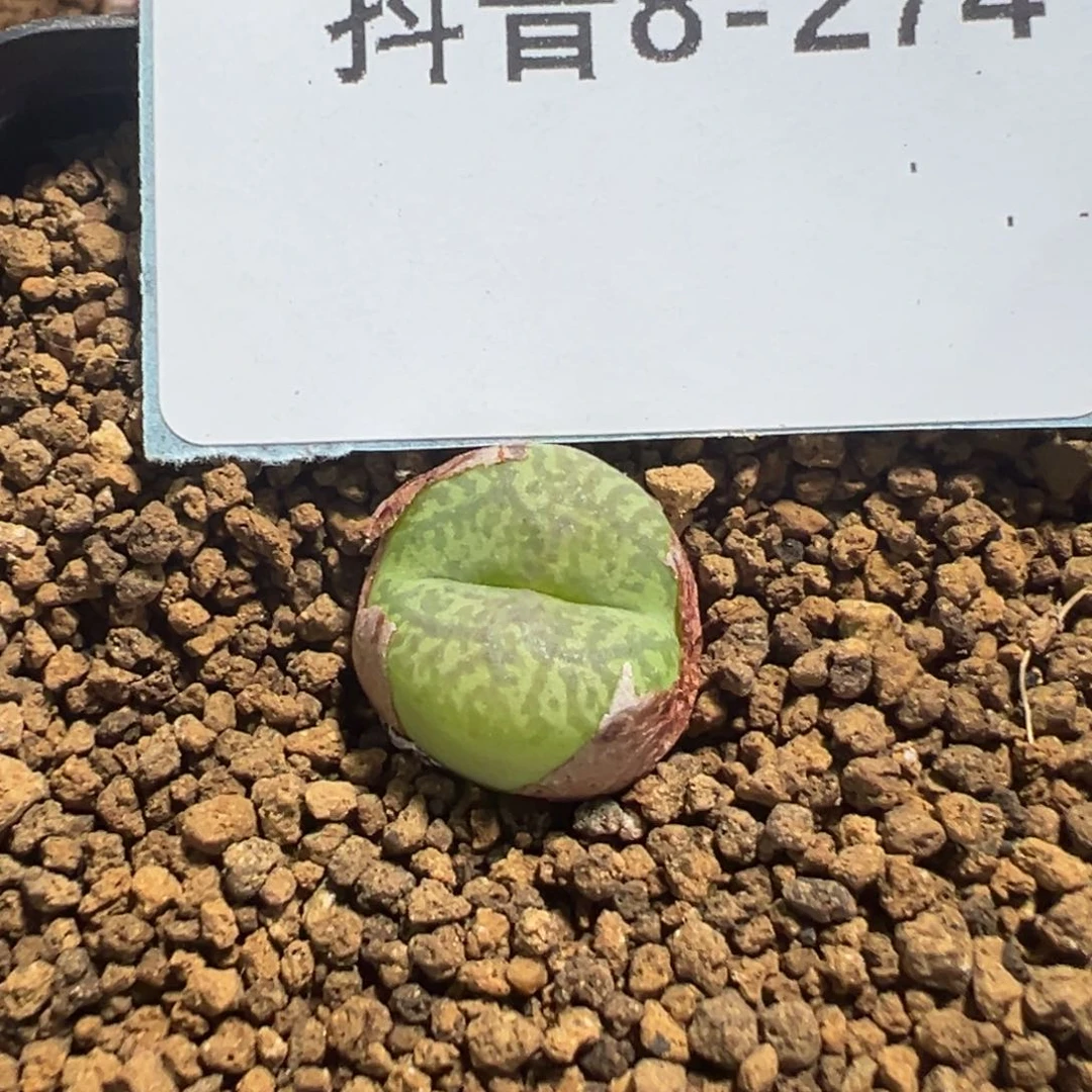 8-274肉锥多肉植物,