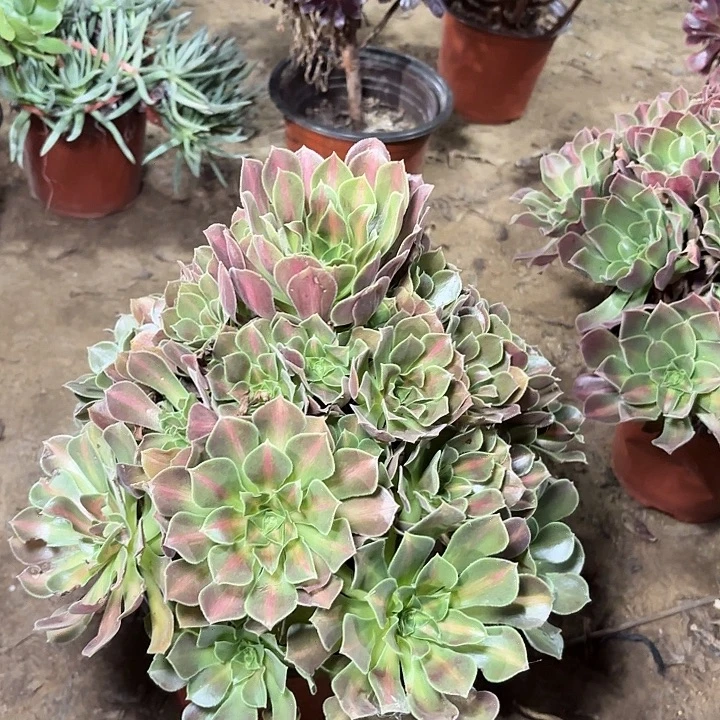 多肉植物粉女巫中斑10