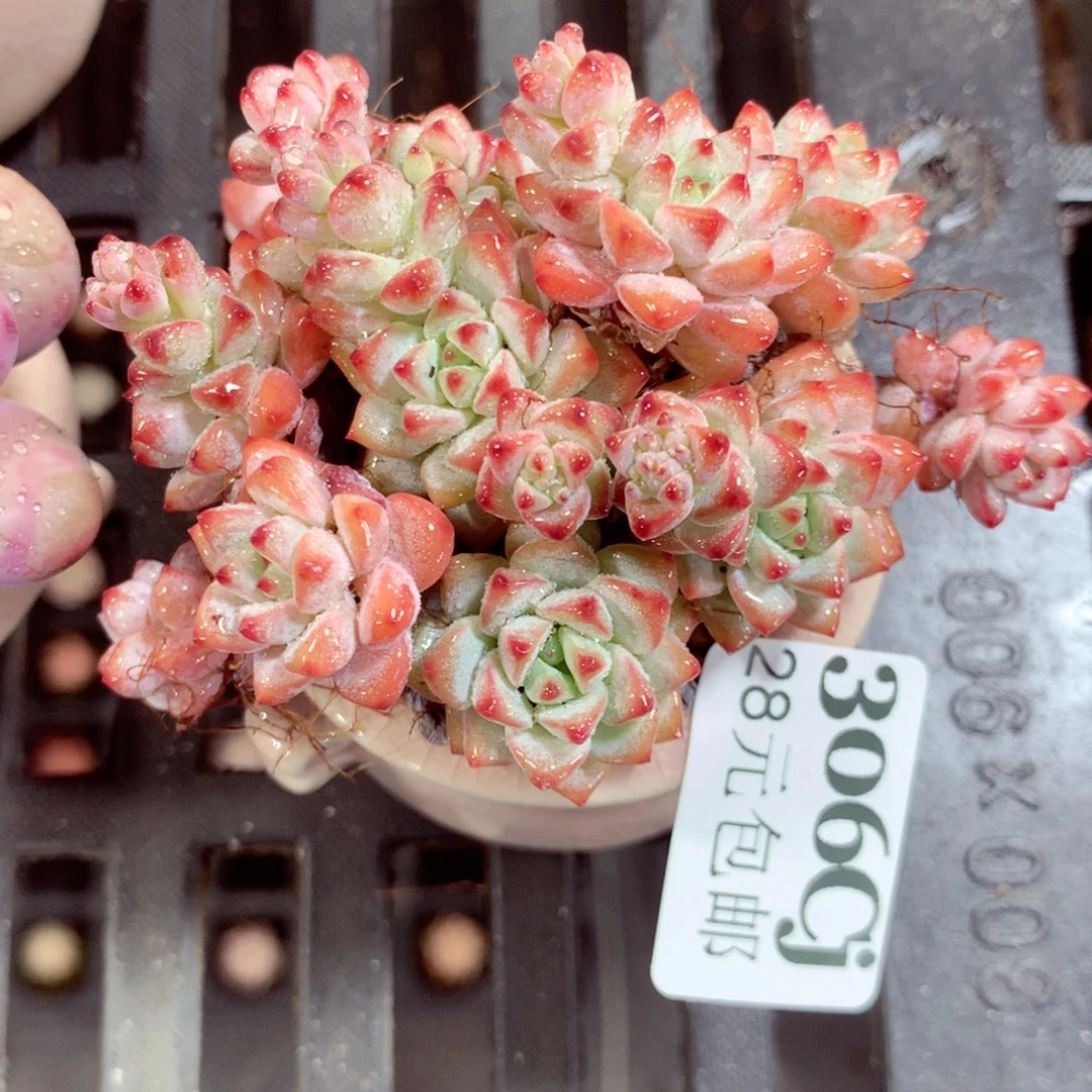 5厘米盆精控多肉306