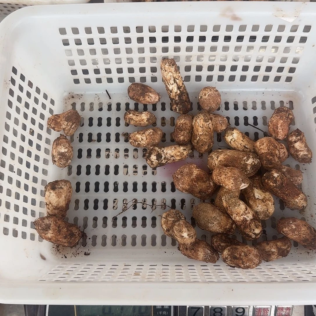 娟***姐青头菌中国大陆松茸