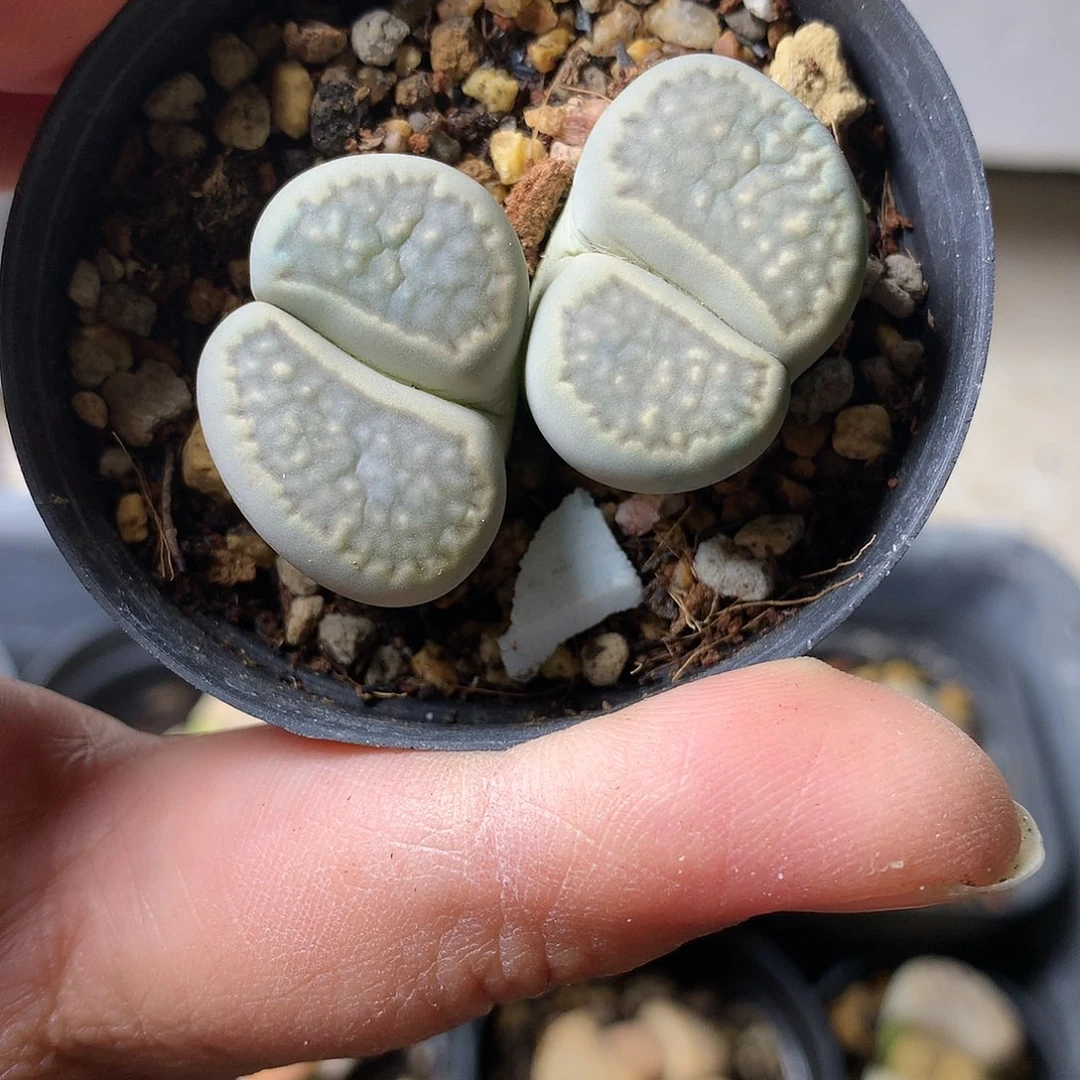 G88多肉植物保护研究所