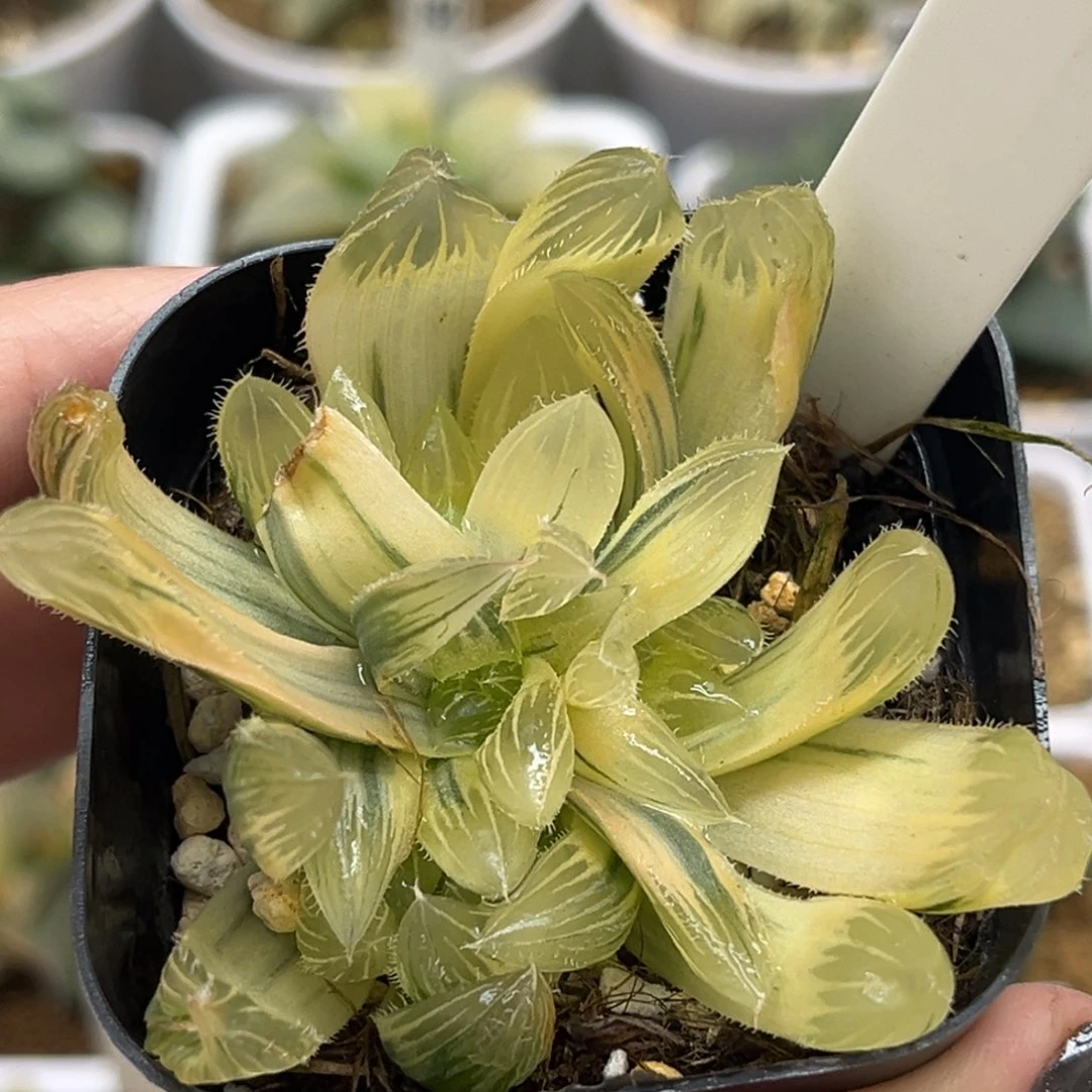 78多头糊斑白赤线玉露锦福利专场