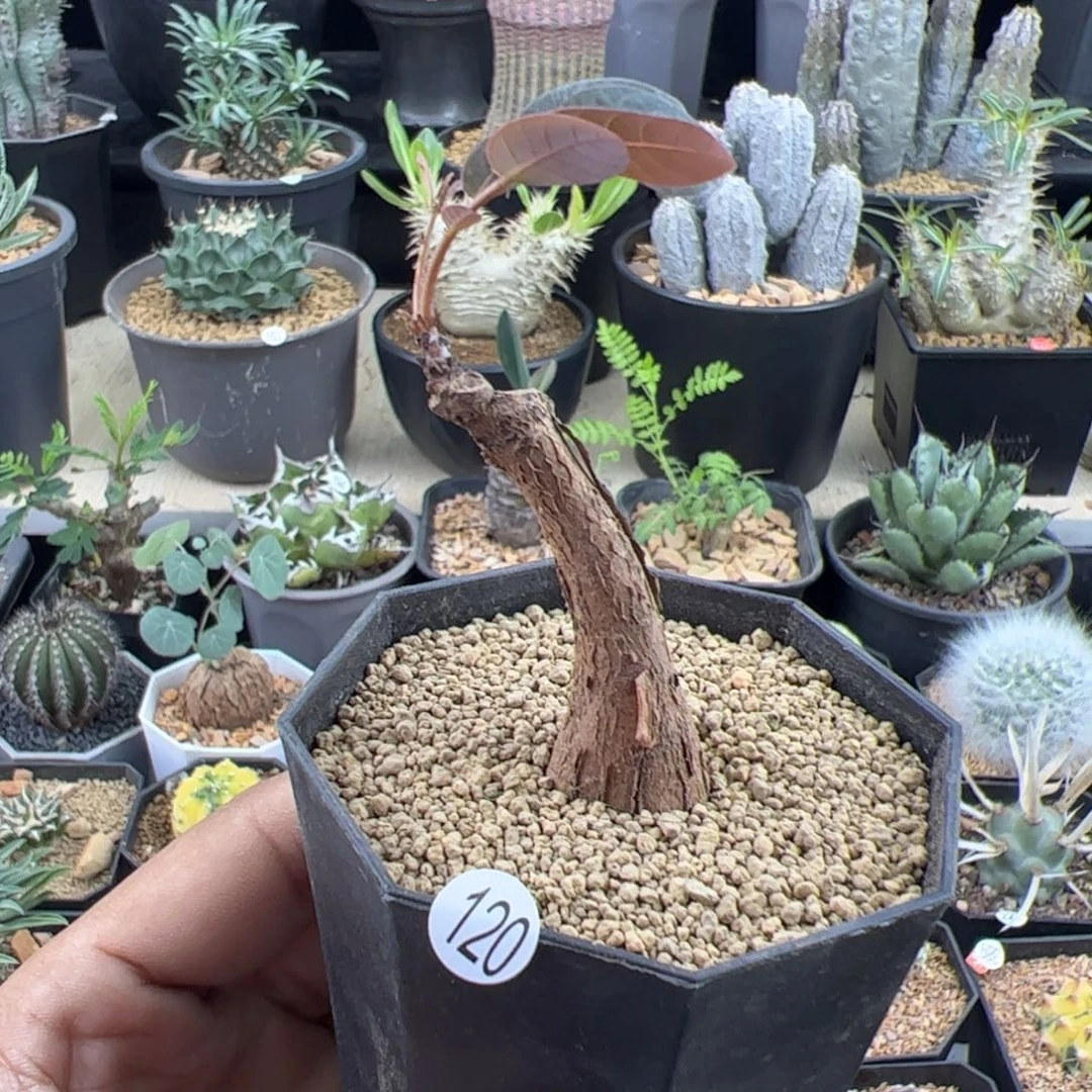 奇异油柑实生一物一拍带盆发