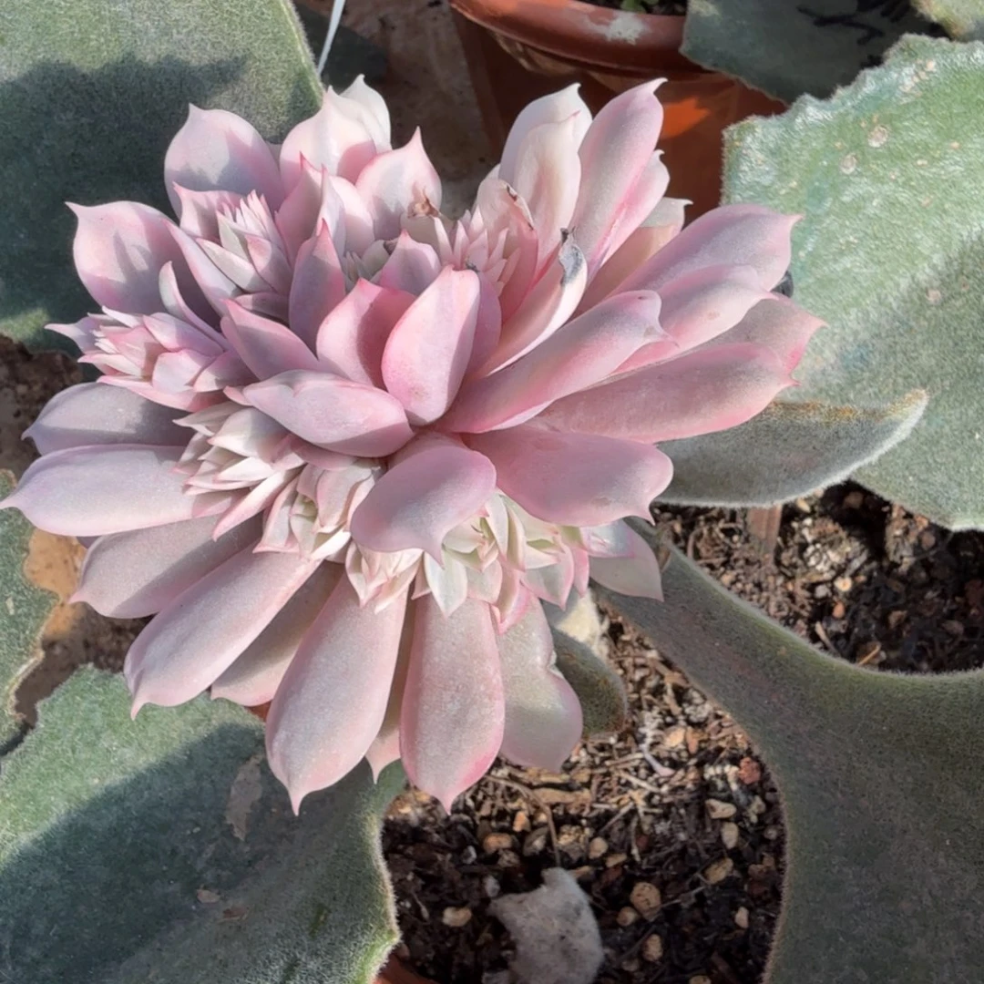 粉蝶锦捧花，多肉锦