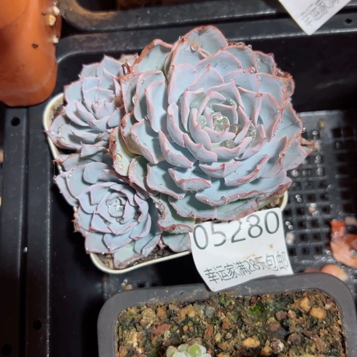 幸运的是我还在努力