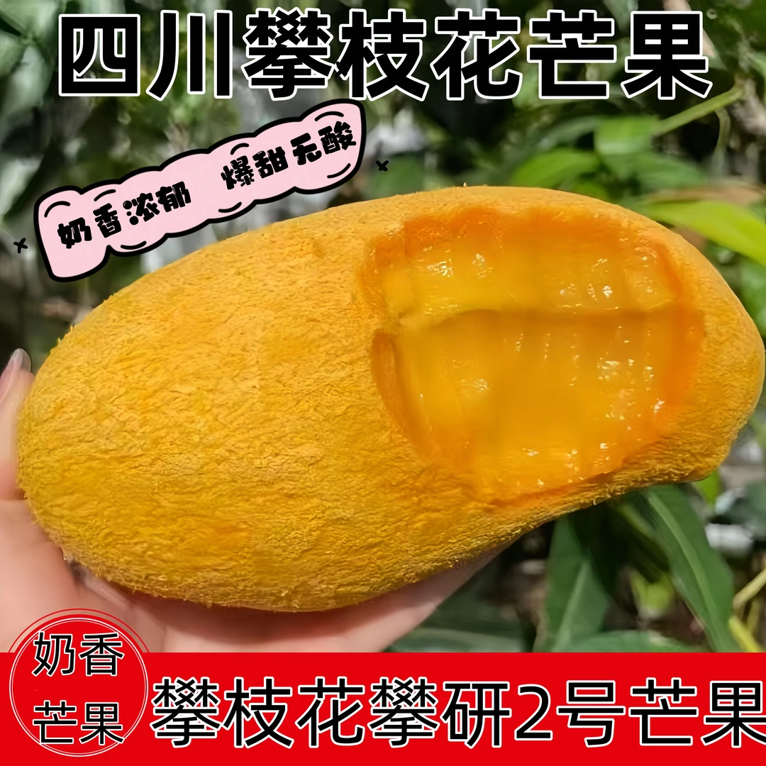攀枝花攀研2号芒果椰香金煌果冻果肉超嫩滑时令水果包邮到家