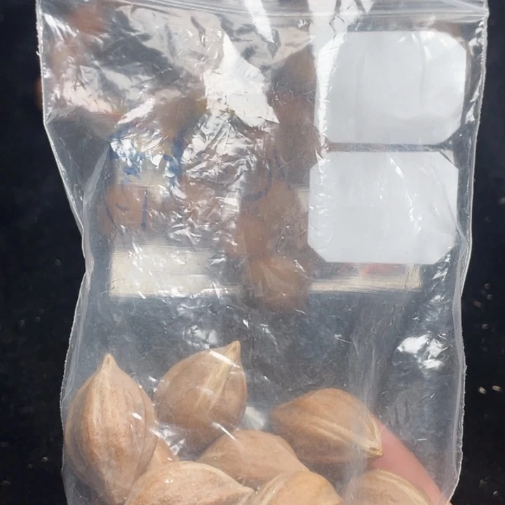 手串/手链橄榄核2.0