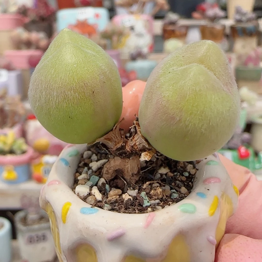 可爱胖毛翠 盆口2.5cm