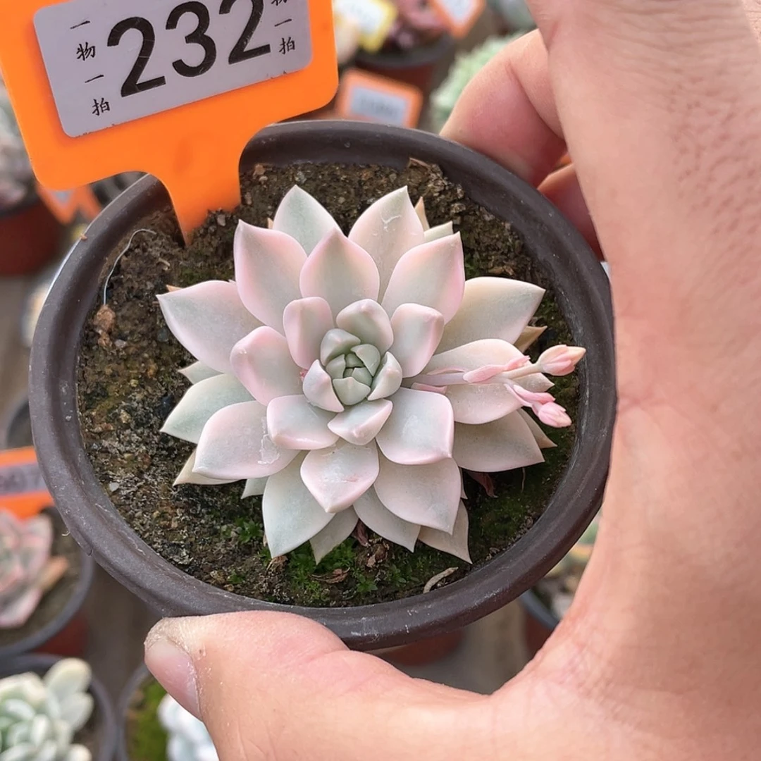【闪购商品】咸****羽232号