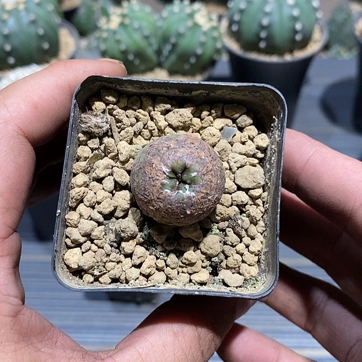 用***6变异实生脱土发货