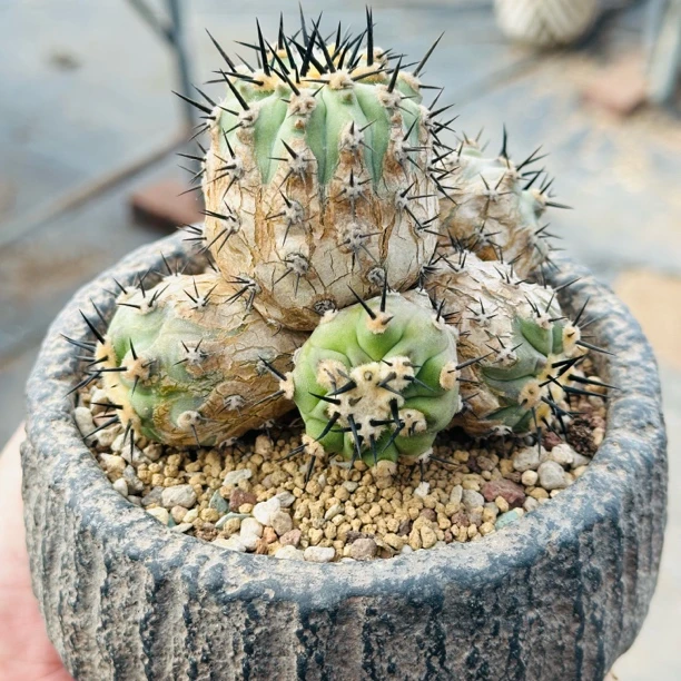 手捧花群生孤龙丸 无木心落地 待发根