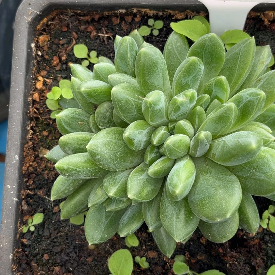 水晶萝莉群生带缀497