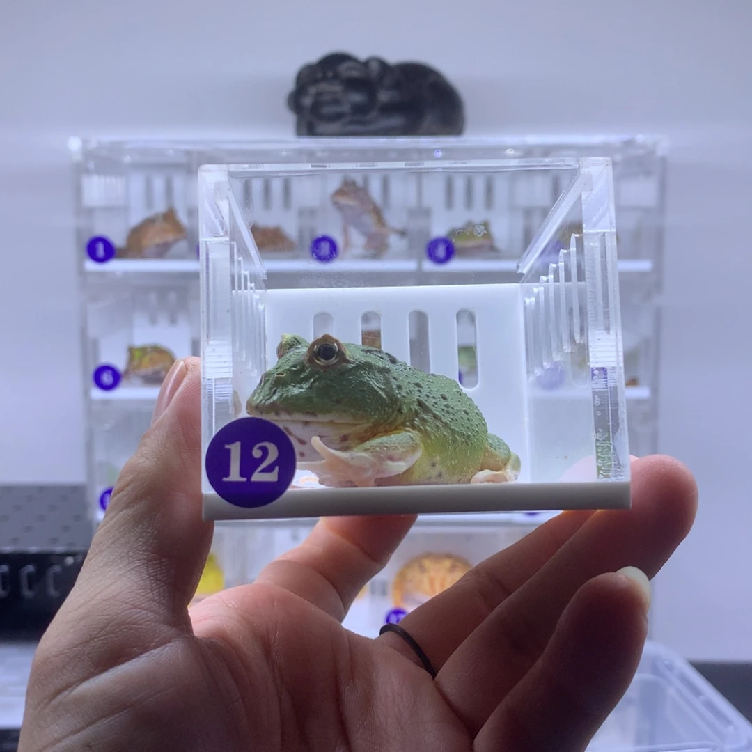 角蛙闪购角蛙专拍链接