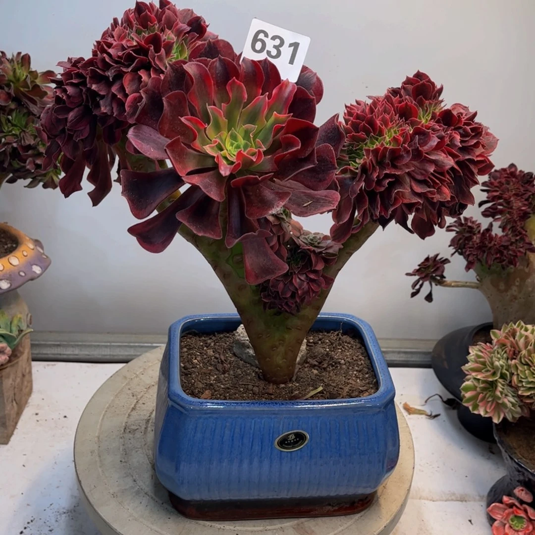 多肉植物美杜莎缀631