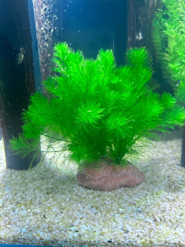 绿羽毛水草水草水草三孔火山石