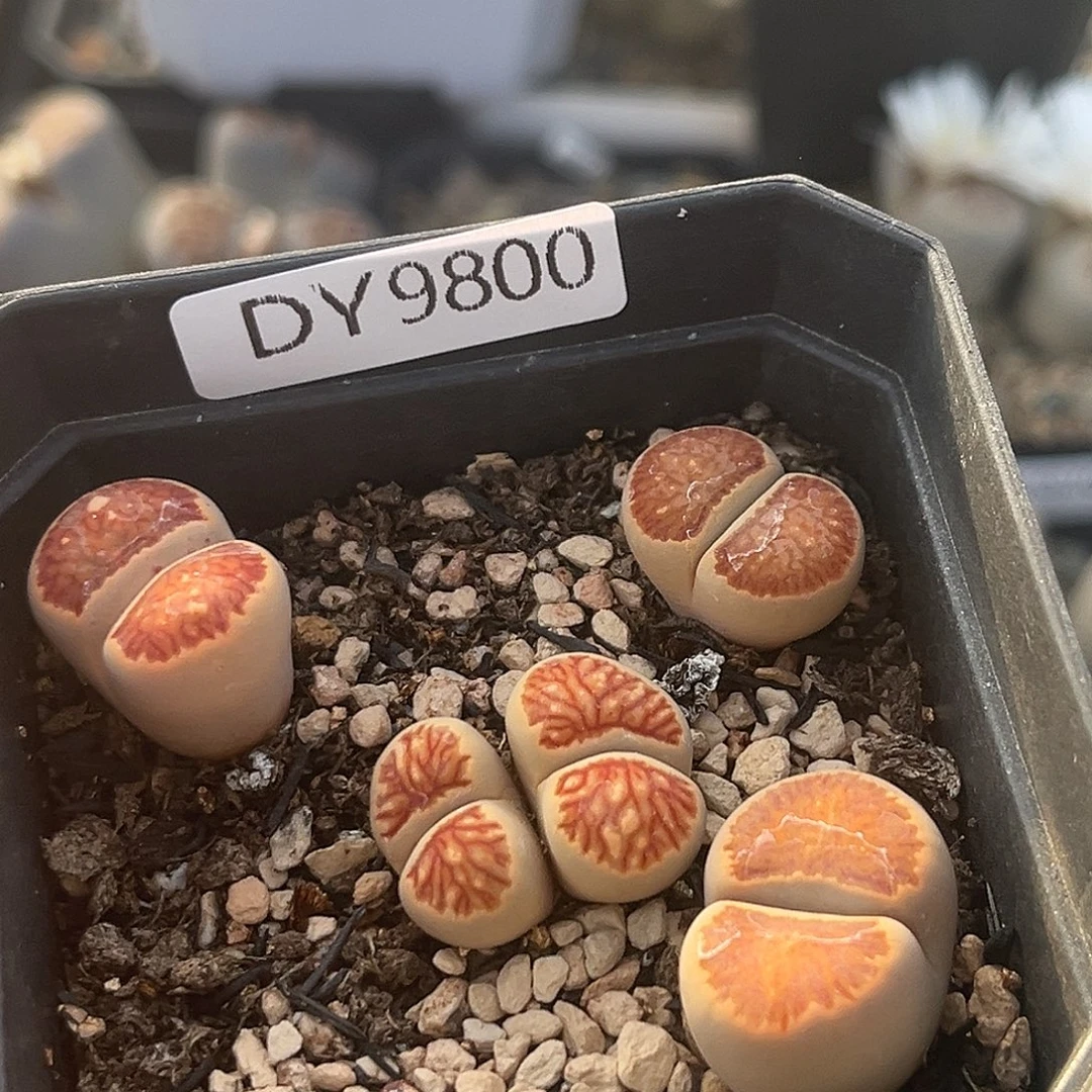 一物一拍菊母本9800