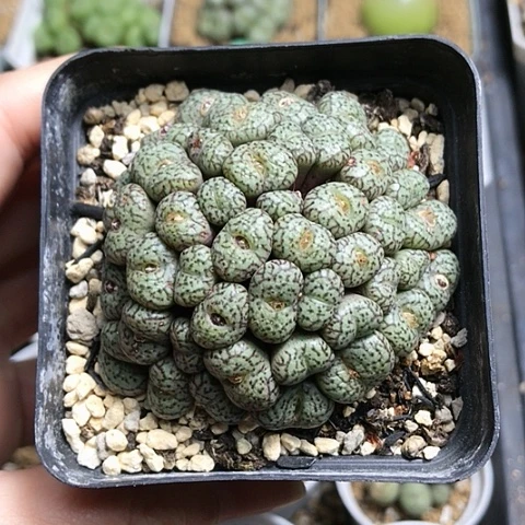 多肉肉锥 43头密纹安贞