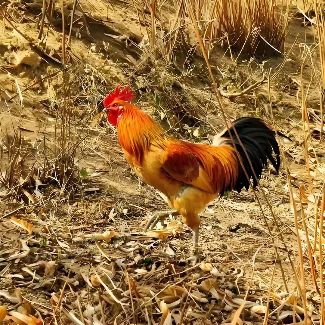 【顺丰包邮】红瑶土鸡50只宠物鸡养殖7天公母可选下单备注