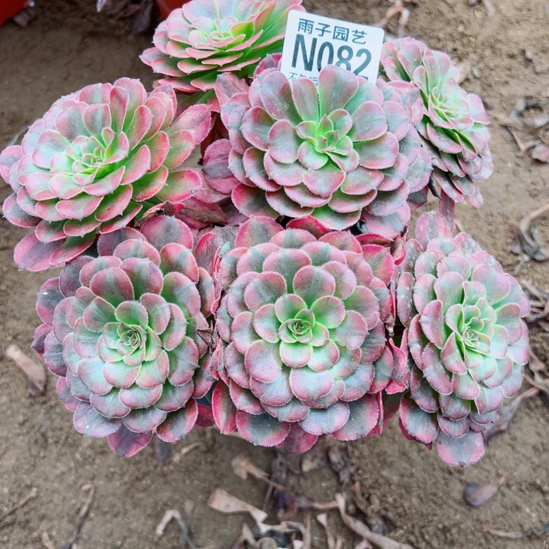 082月婵尺寸20左右