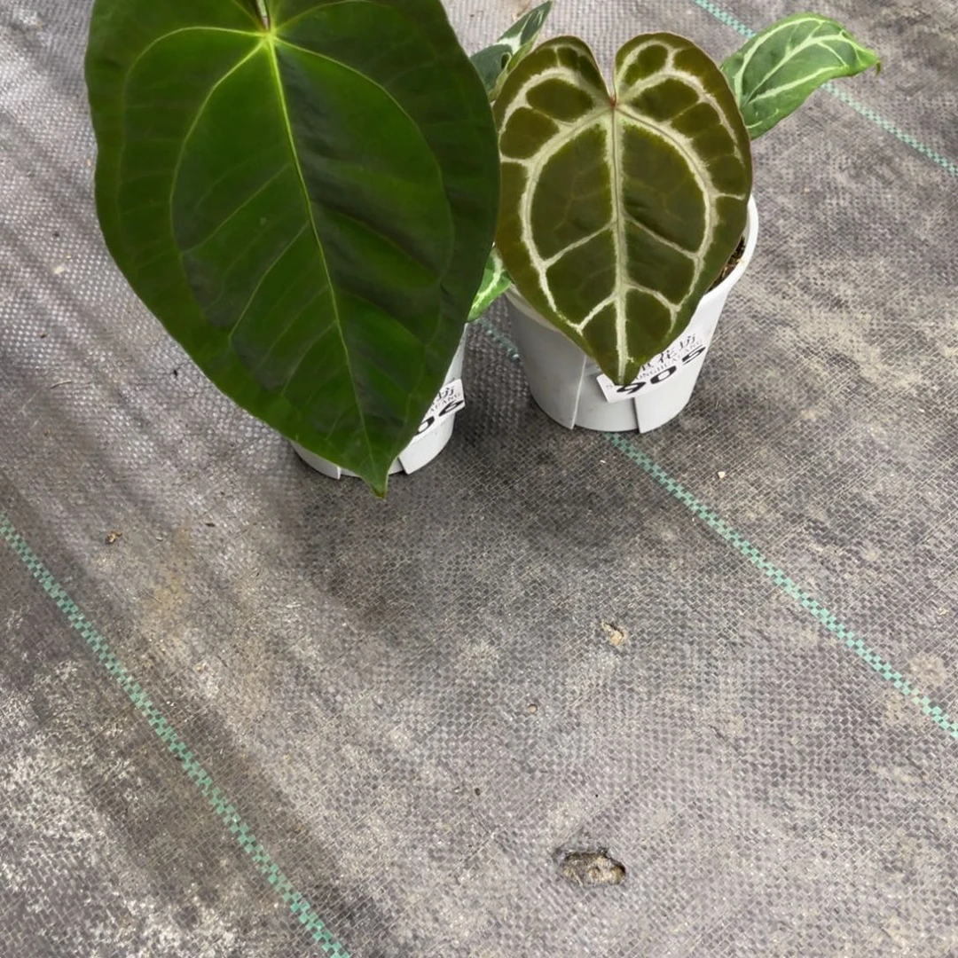 Z***a无花朵            905.906花烛不包售后