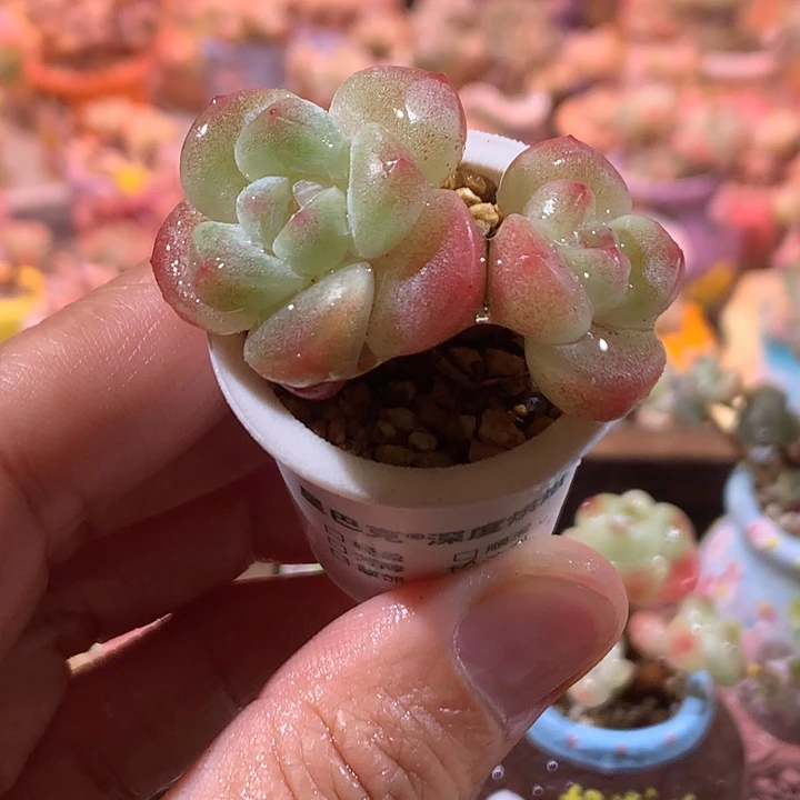 冰透溏心冰玉带盆发货