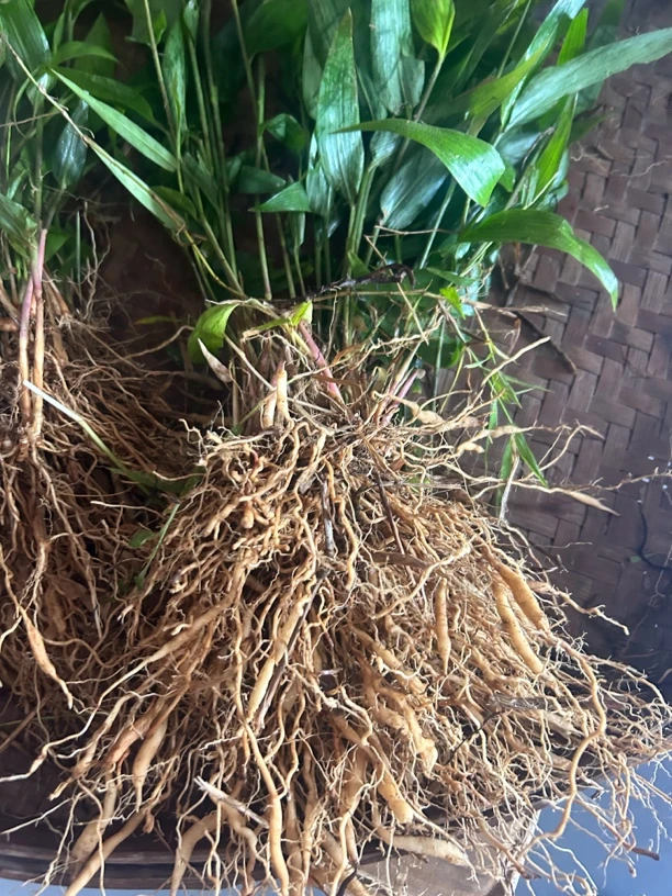 福建深山淡竹草煮水凉茶新鲜现挖，晒干