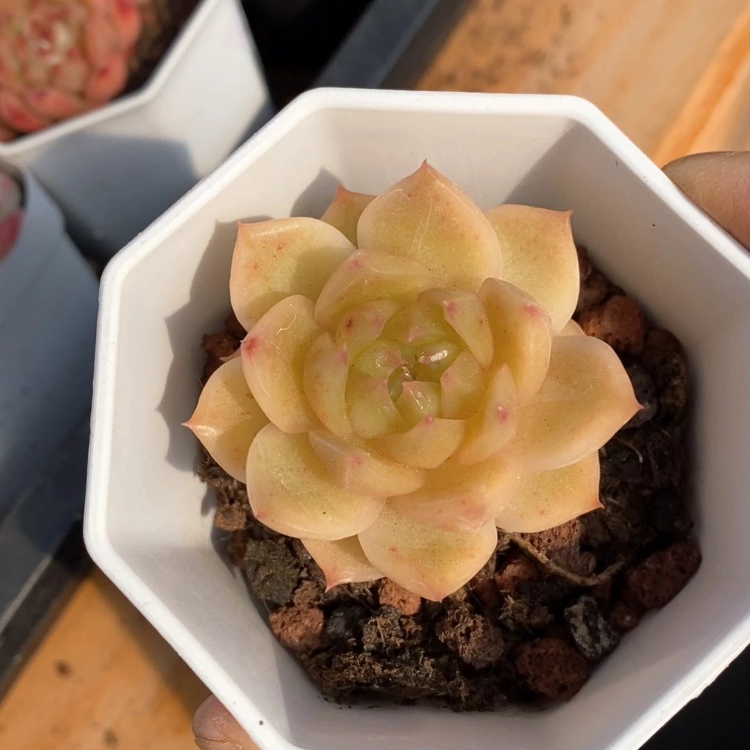 精品多肉一物一柏不包整101