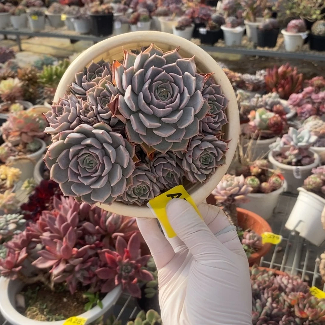 730欧版海琳娜一物一拍