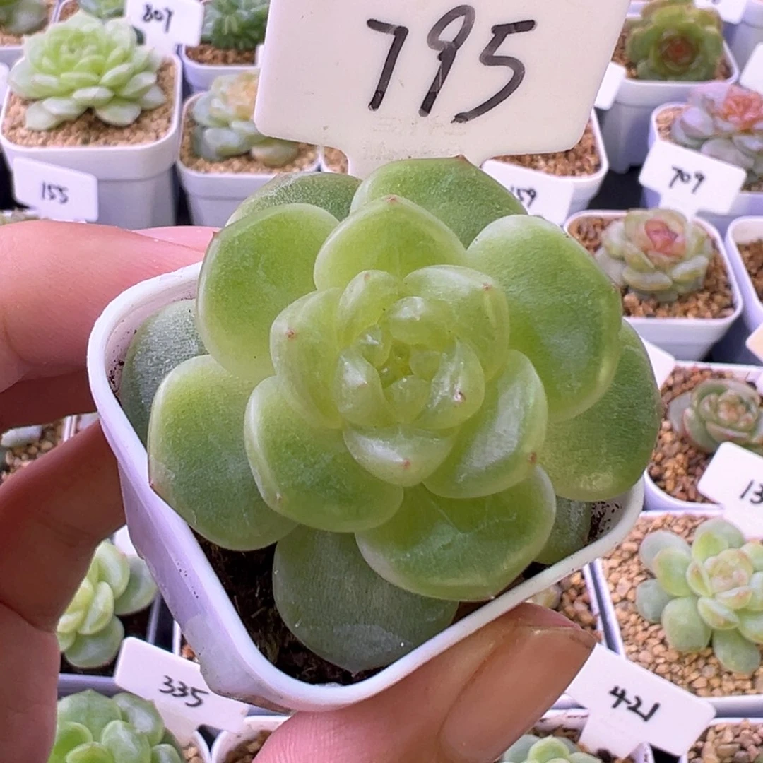 795号甜心628 晗雨多肉