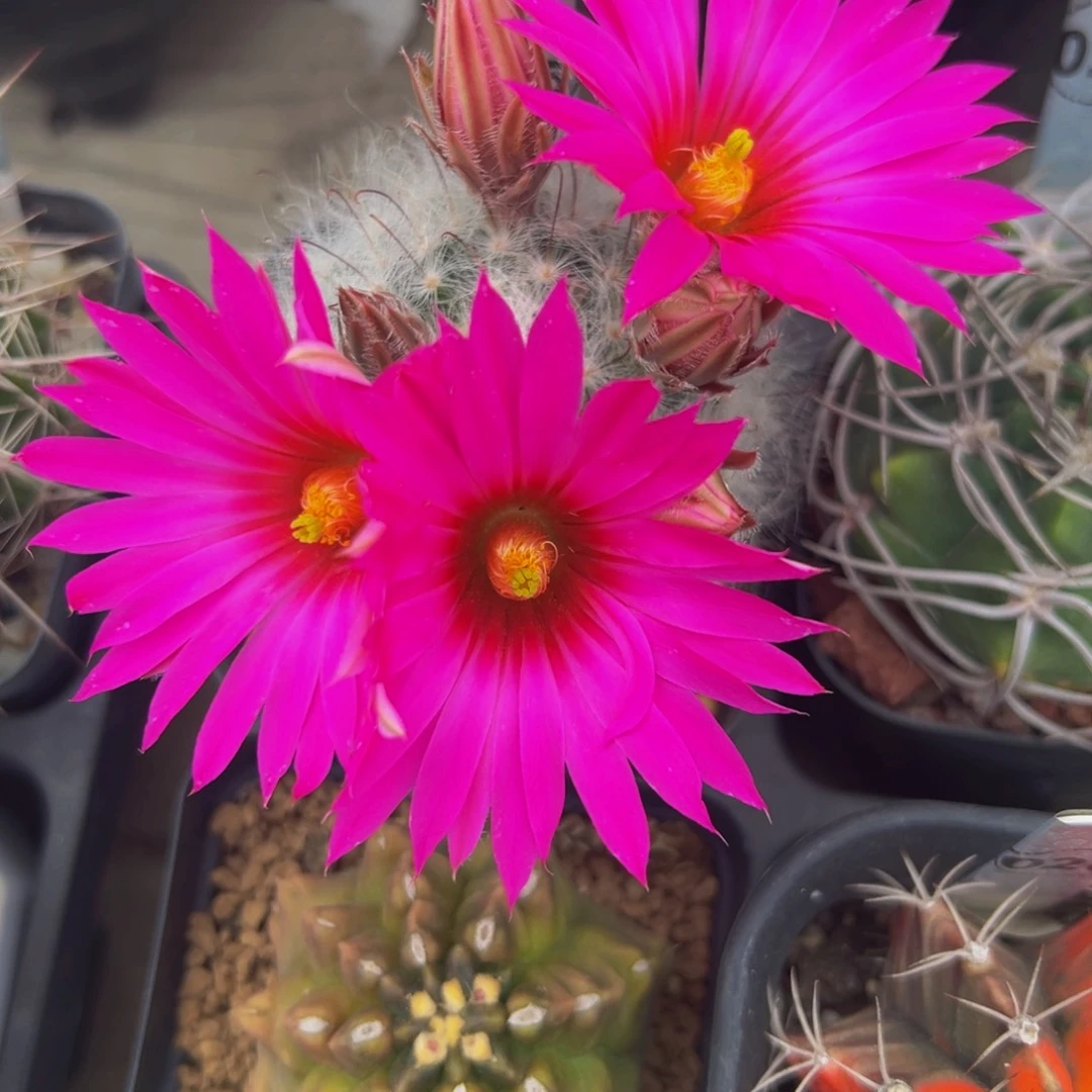 实生根熏光殿多肉植物带盆土