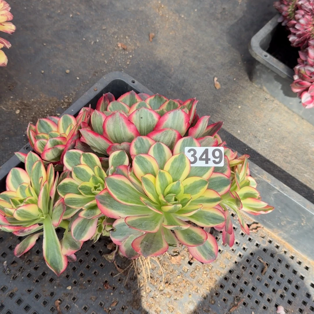 349多肉植物如意多肉
