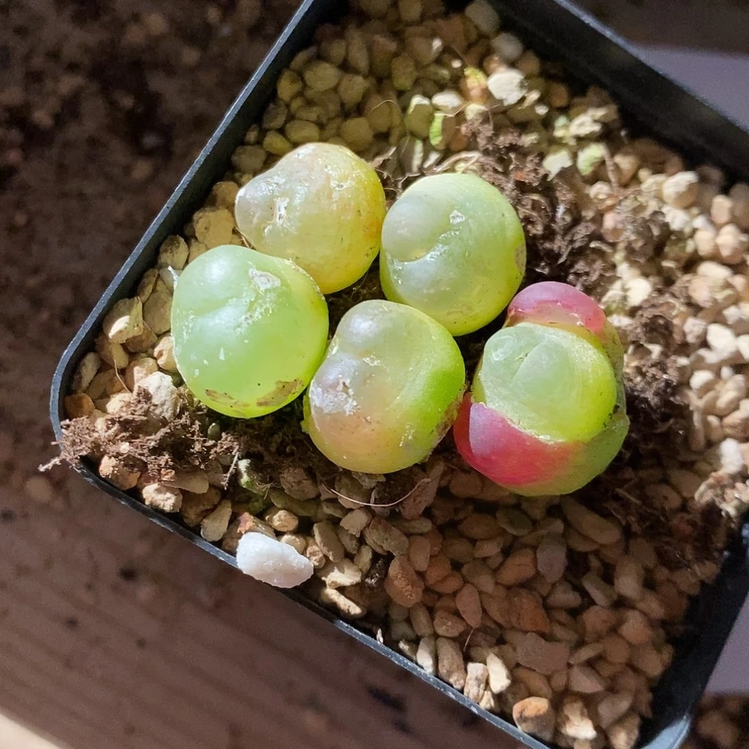 28359。  福利红拉登一组有小瑕疵