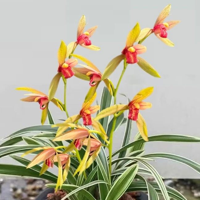 【金蝴蝶】5苗原盆 四季兰 浓香型 三星叠瓣花 精品矮种兰花