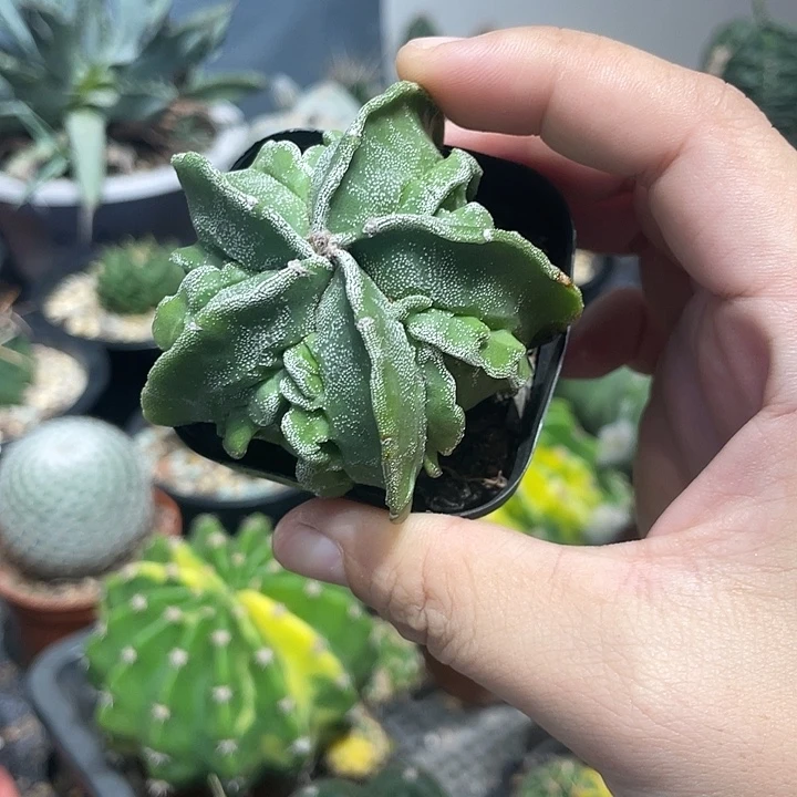 实生核桃鸾凤玉仙人球