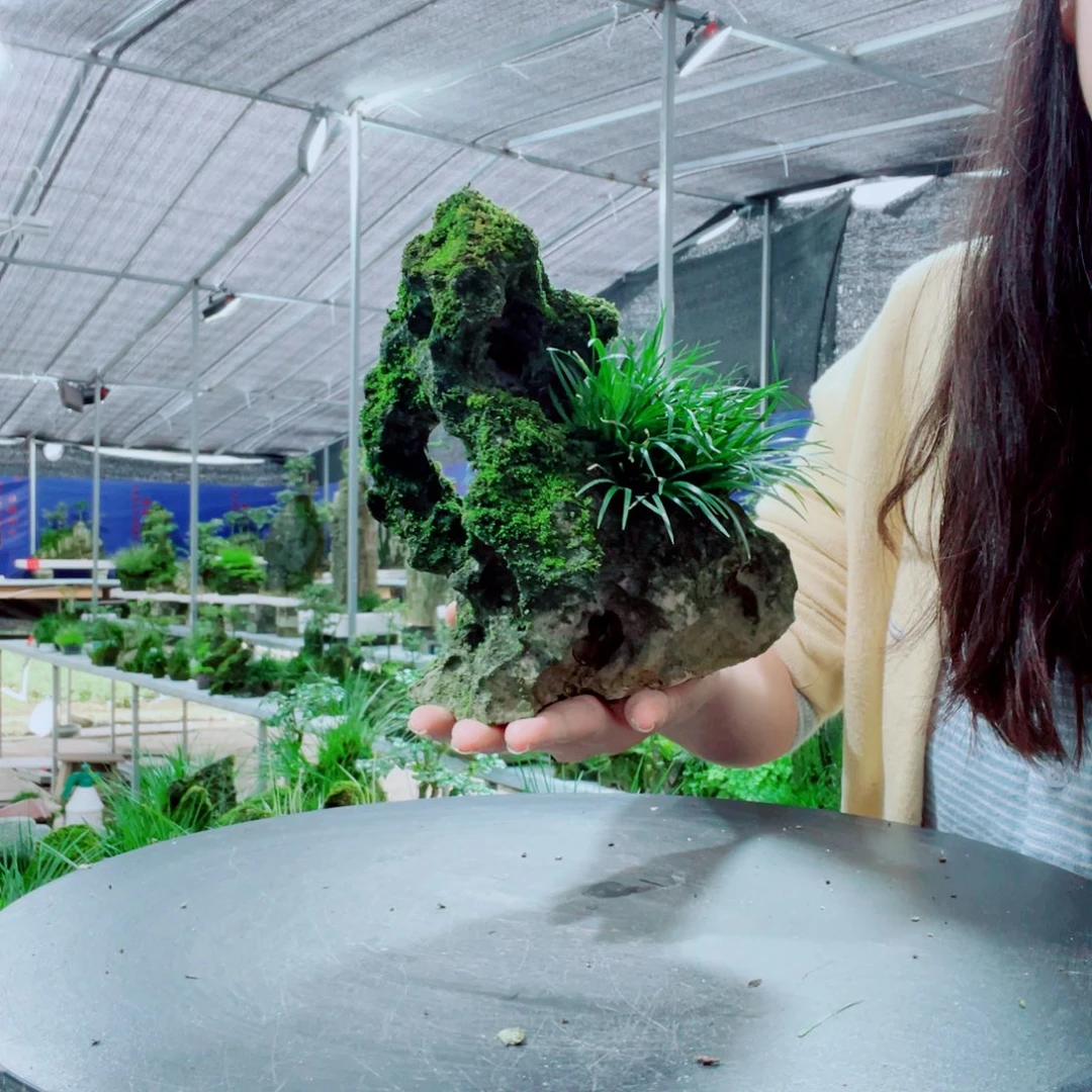 求***索当前无花栽培后可以开花