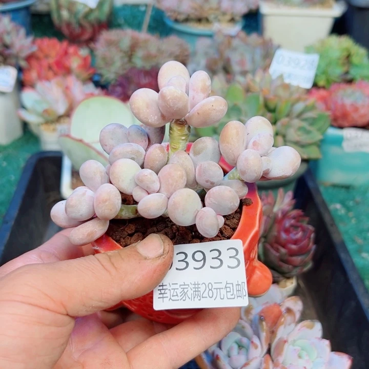 幸运的是我还没遇到过