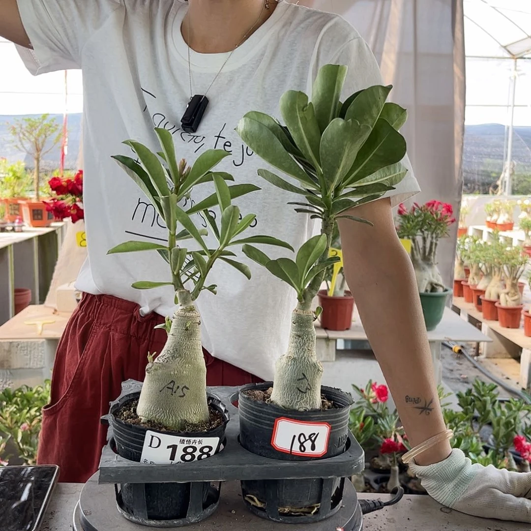 完全开放188风信子+大乔