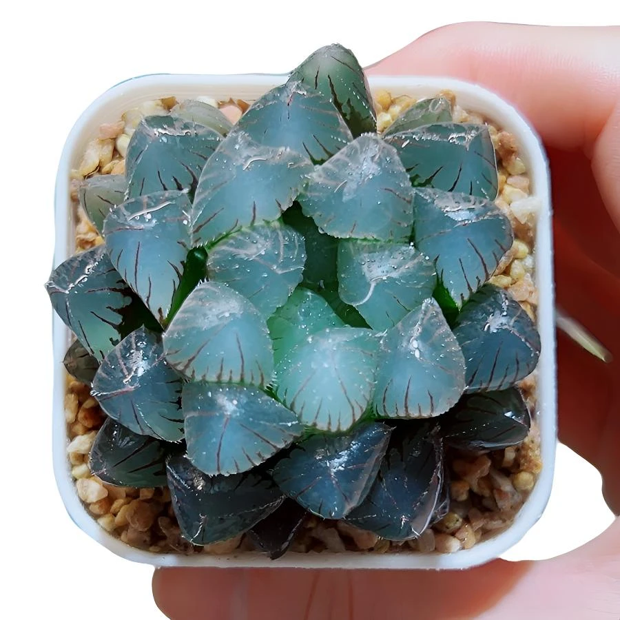 蓝镜冰灯玉露【满16包邮】