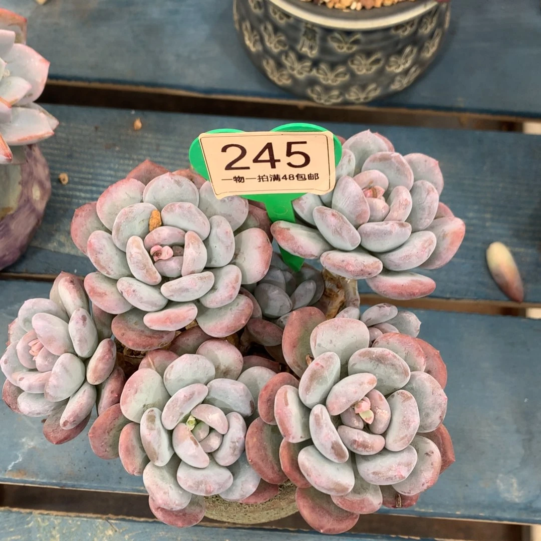 米雪老桩无砍平头245