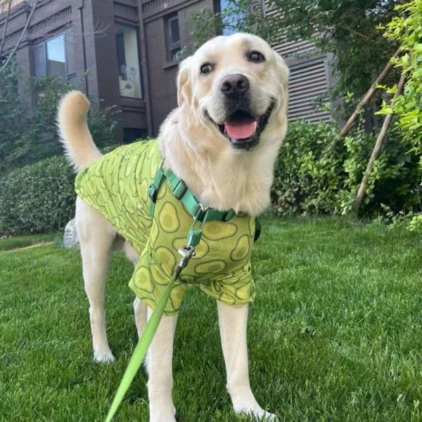 网红防掉毛狗狗网眼透气衣服大型犬薄款潮牌拉布拉多金毛夏衣服