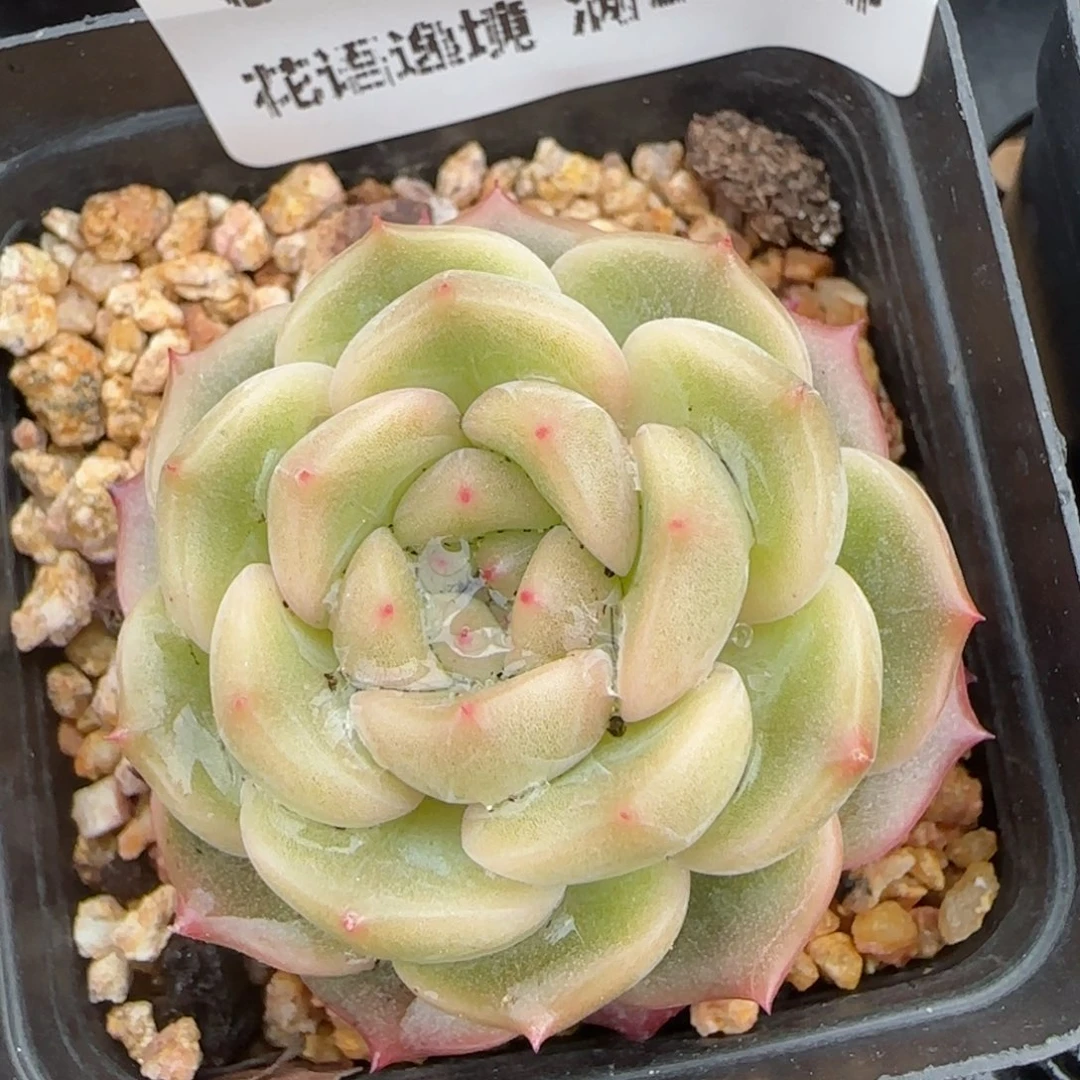 花语逸境0209-666